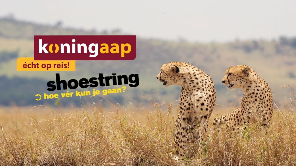 Projecten - Koning Aap Shoestring - migratie naar GRIP