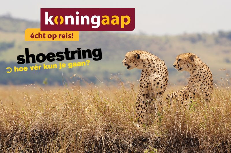 Projectmanagement - Migratie naar nieuw boekings- en reserveringssysteem GRIP voor Koning App en Shoestring